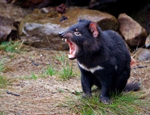 Tasmanian Devil 